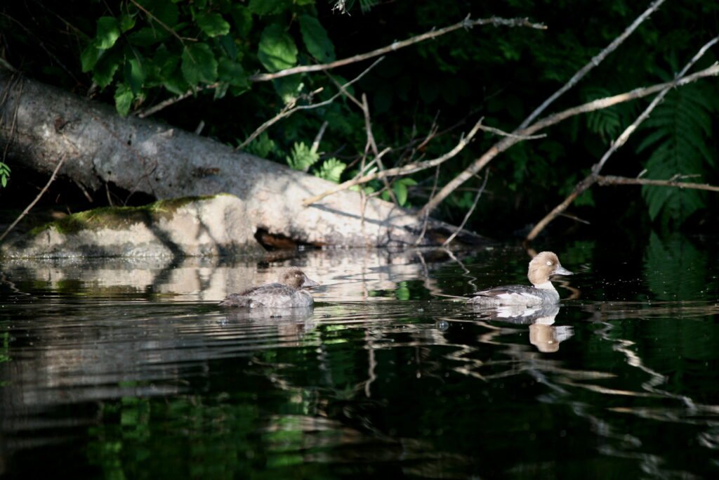Common goldeneye duck and duckling swimming on the calm water of Lake Umbagog