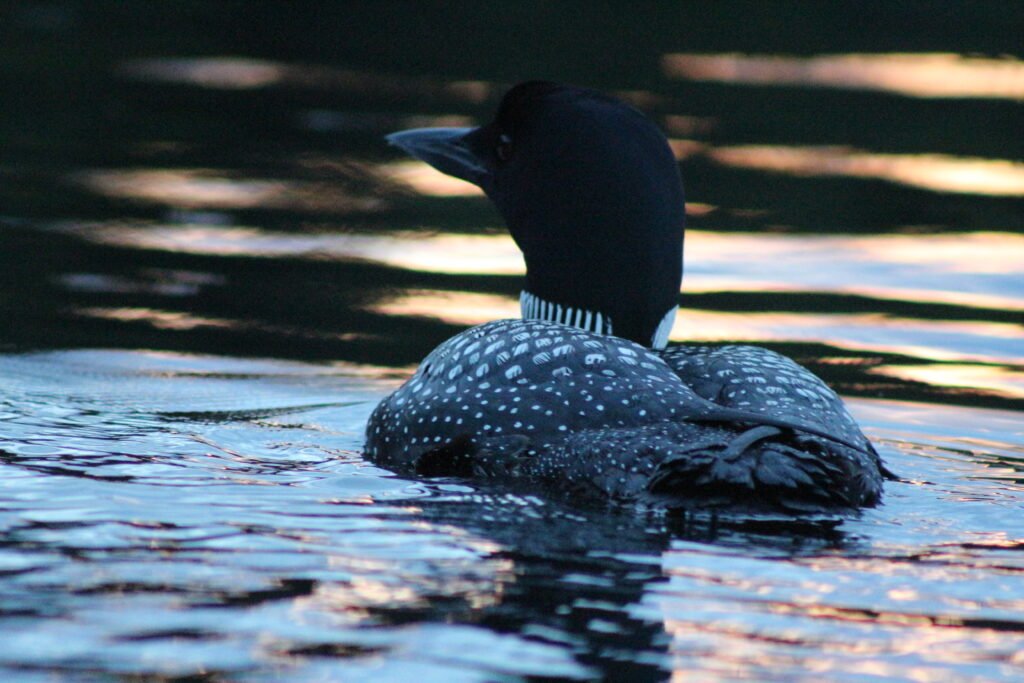 Close-up of a common loon drifting on water reflecting warm sunrise and sunset colors on Lake Umbagog, New Hampshire