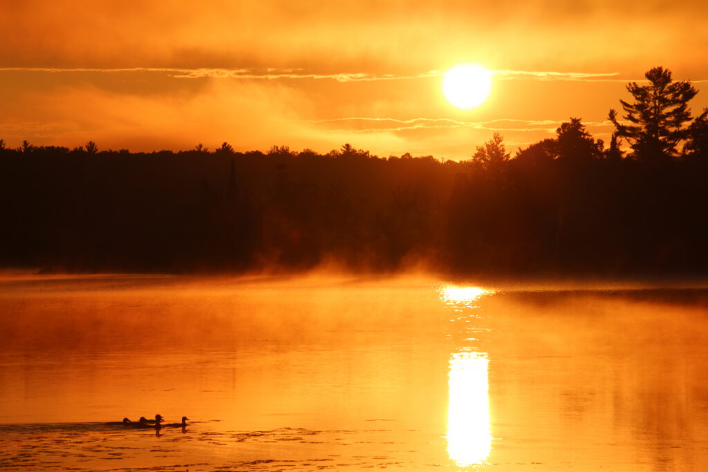 Silhouetted woods, vibrant orange and gold reflections, and rising mist as the sun breaks over Lake Umbagog, New Hampshire, with ducks floating on the water