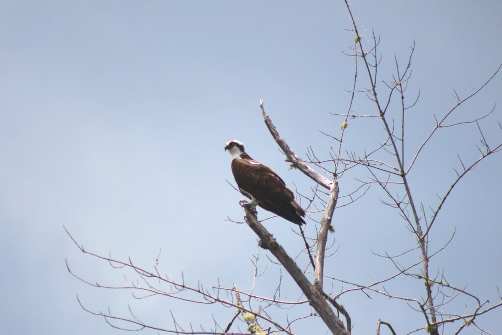 Osprey perched on a bare branch against a blue sky on Lake Umbagog