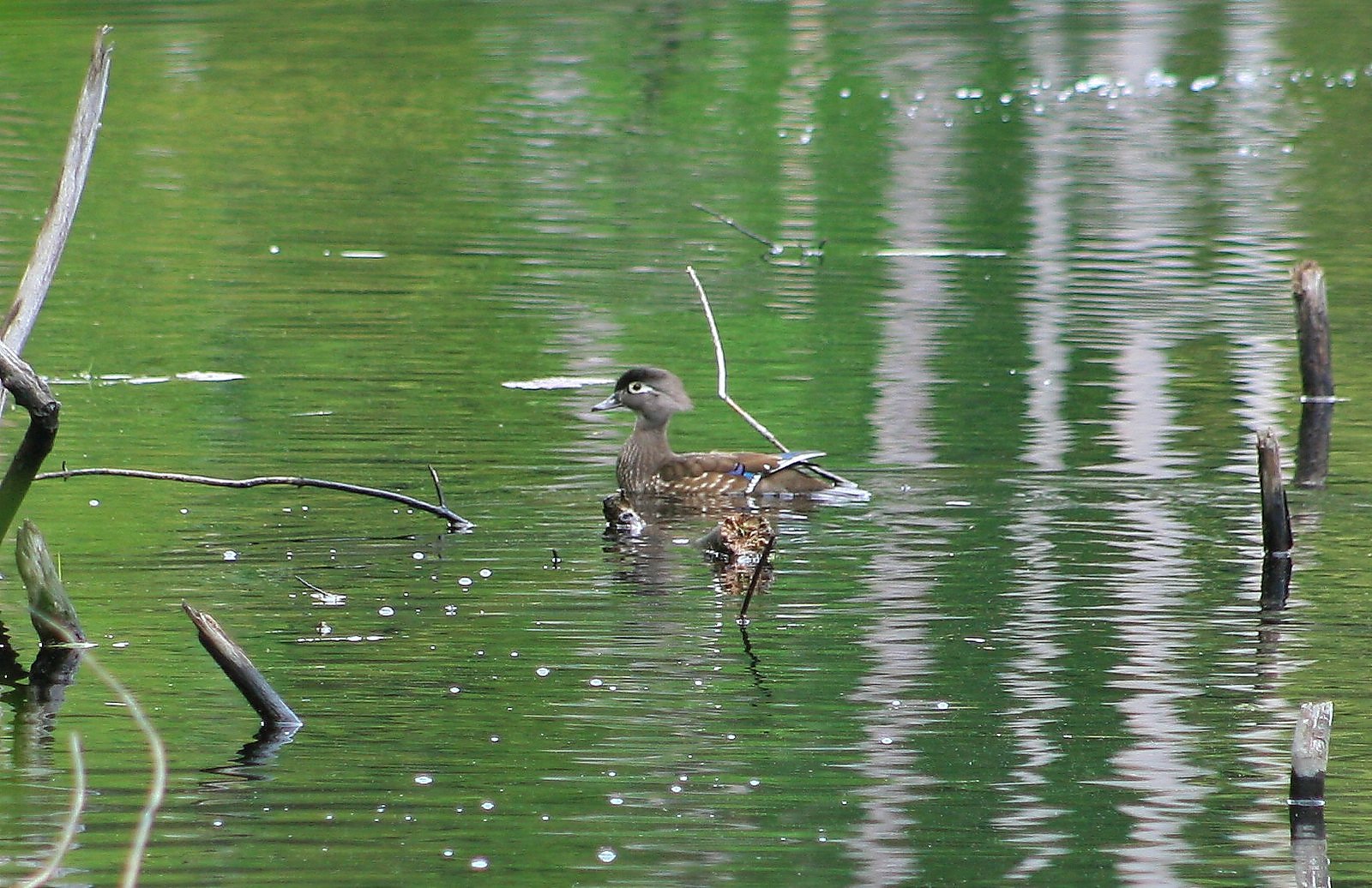 Young American Black Duckling swimming near the Quinebaug River at West Thompson Lake in Thompson, Connecticut.