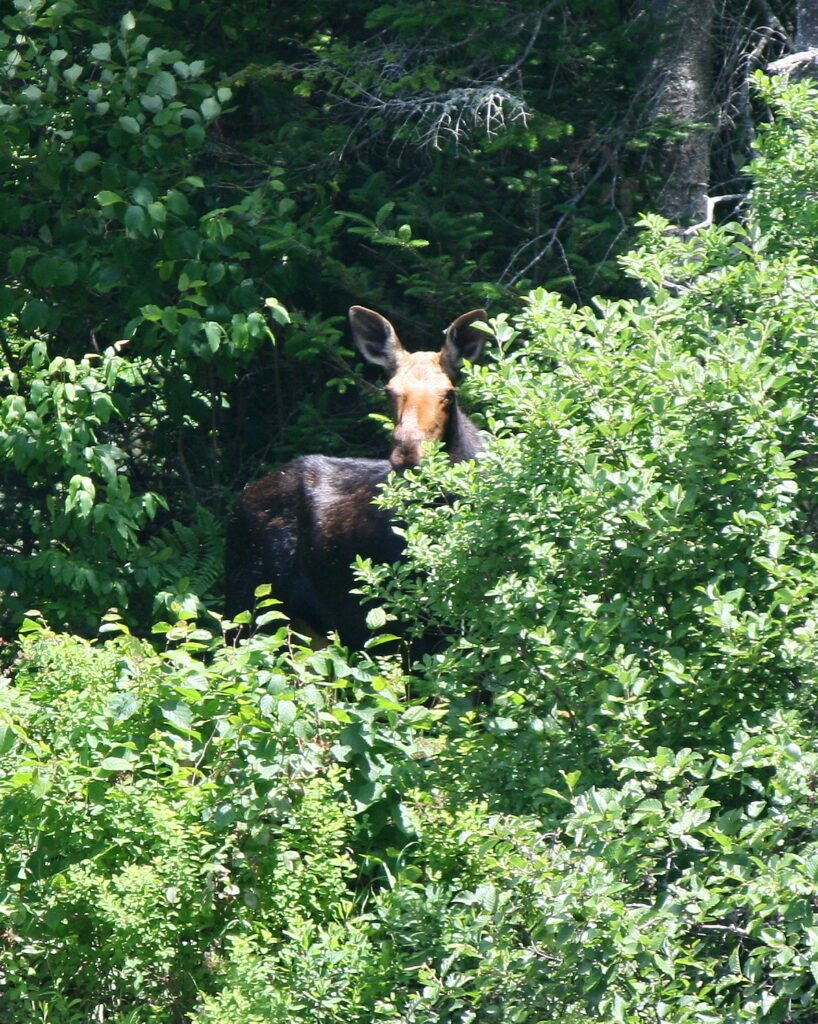 Cow moose partially hidden by thick summer vegetation in the White Mountains of New Hampshire