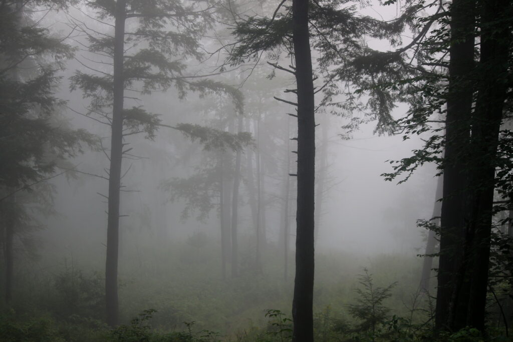 Dense morning fog and mist drifting through a moody pine forest