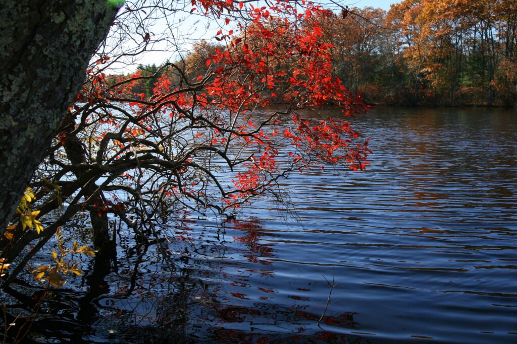 Dark blue autumn ripples on Hopeville Pond State Park in Griswold, CT with red and yellow branches hanging low over the water — nature that heals.