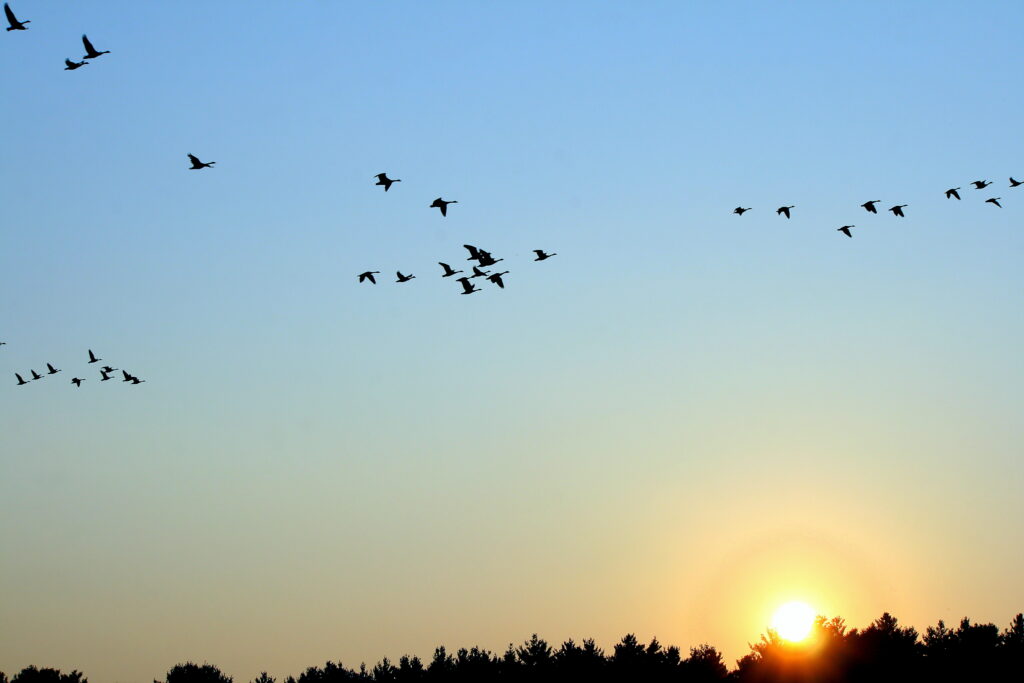 Flock of wild geese flying in formation across a vibrant sunset sky above the Quinebaug River near Pomfret, Connecticut