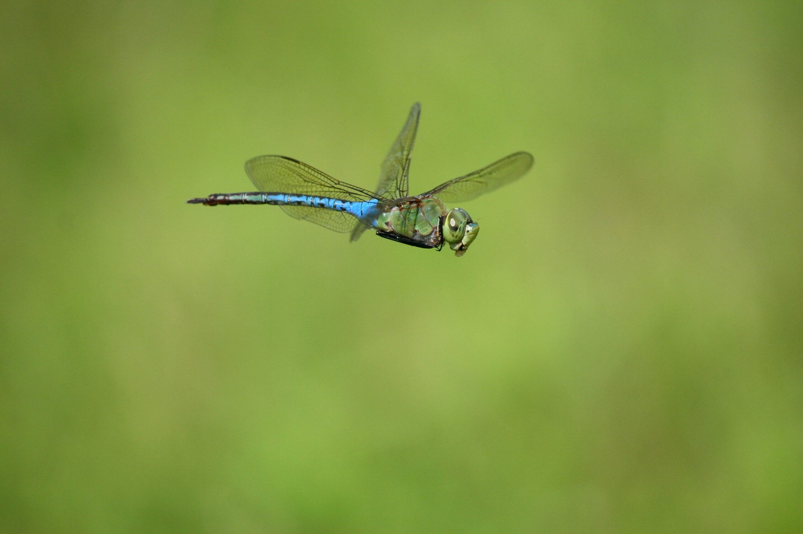 Anisoptera dragonfly suspended in midair in flight over warm summer light in New England