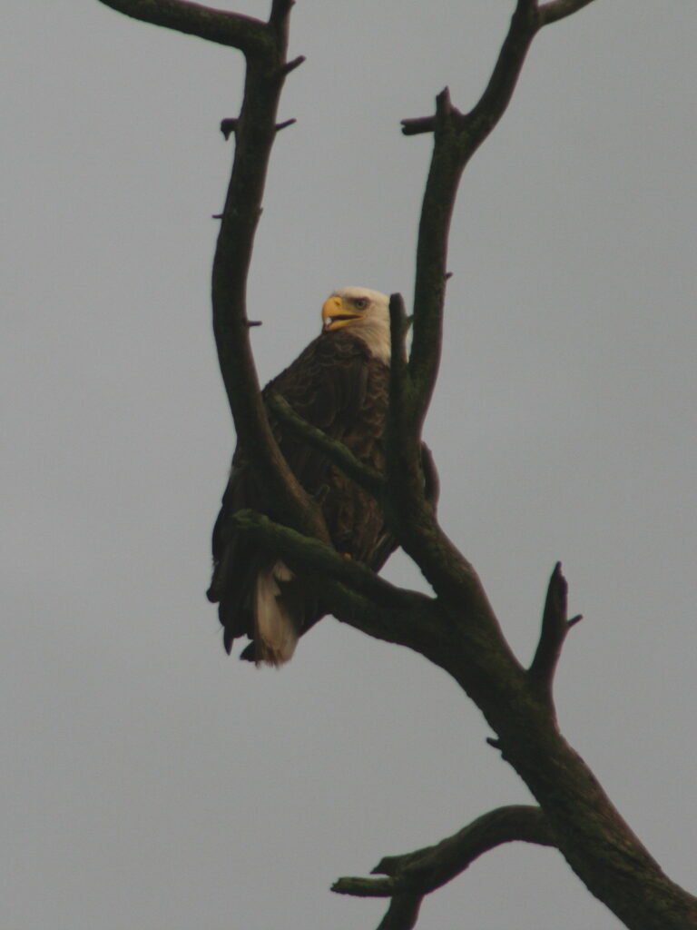 Bald eagle perched high on a weathered branch against an overcast sky on Lake Umbagog, New Hampshire