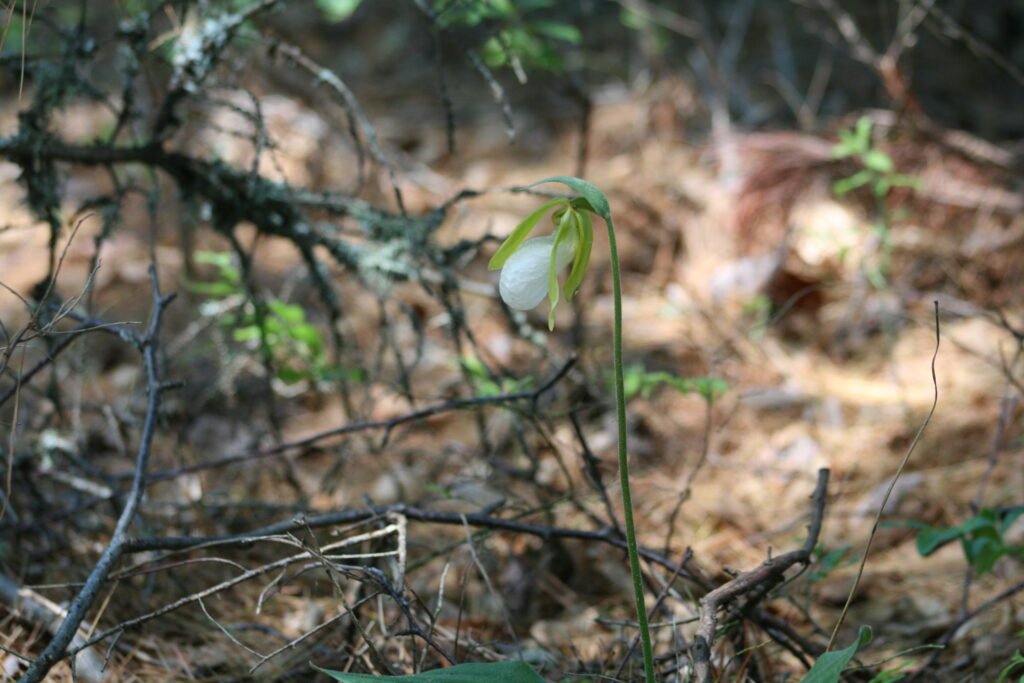 Single white lady's slipper orchid blooming on a remote island in Lake Umbagog National Wildlife Refuge