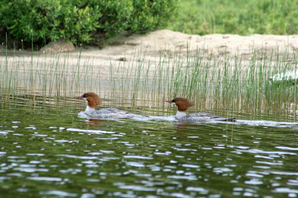 Female merganser ducks swimming in the calm morning water of Lake Umbagog