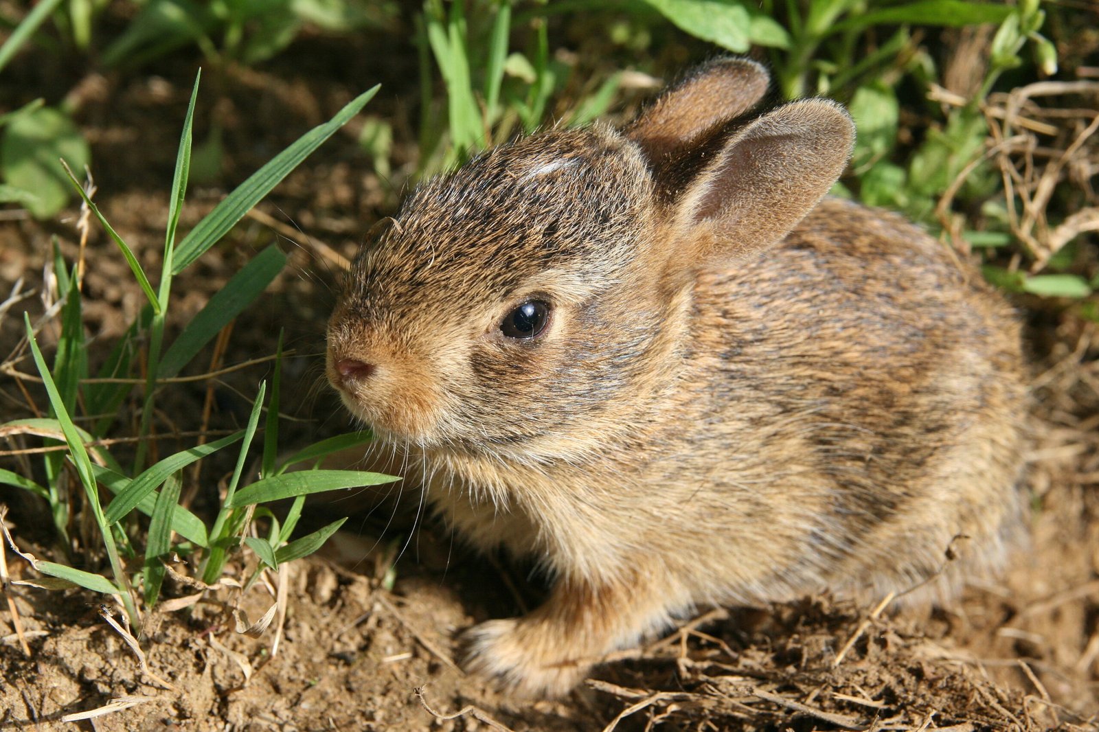 Newborn baby white-tailed rabbit resting outside its ground den in Pomfret, Connecticut