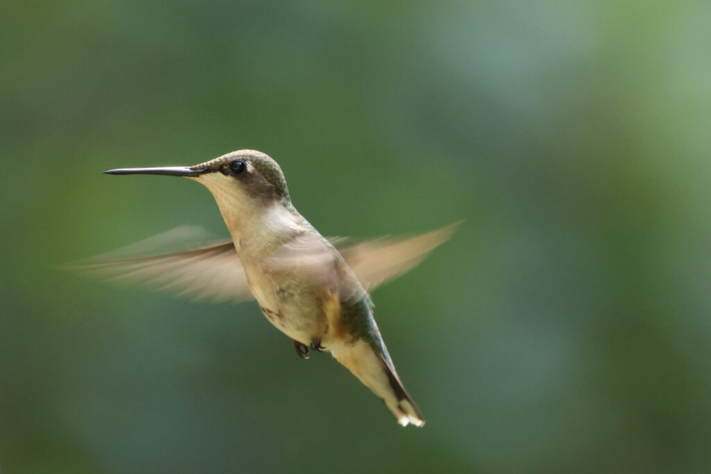 Ruby-throated hummingbird hovering in flight in Pomfret, Connecticut