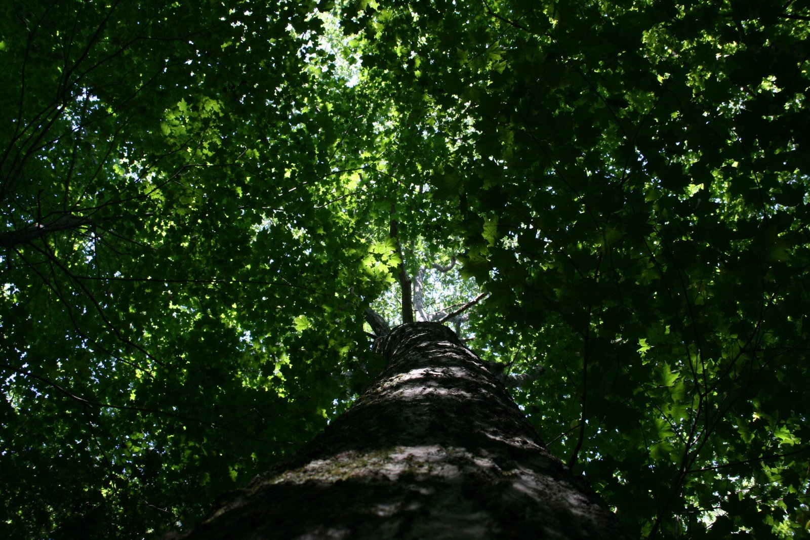 Looking up through the green canopy of a towering red oak at Yale-Myers Forest in Union, Connecticut